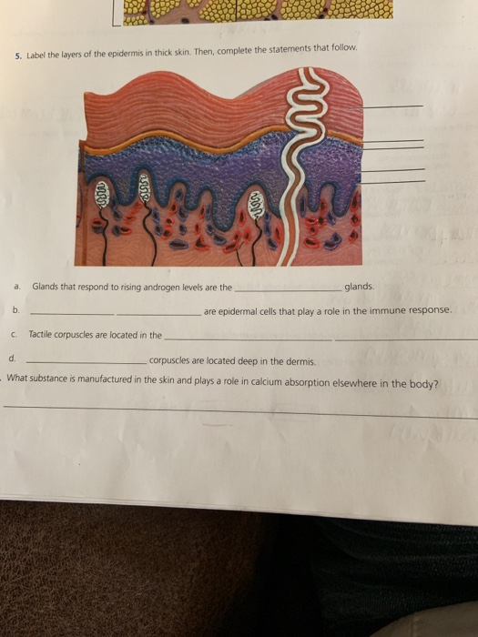 Solved 5. Label the layers of the epidermis in thick skin. | Chegg.com