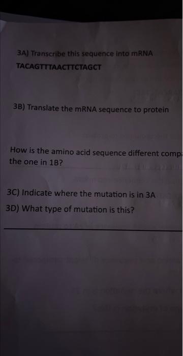 Solved 3A) Transcribe this sequence into mRNA | Chegg.com
