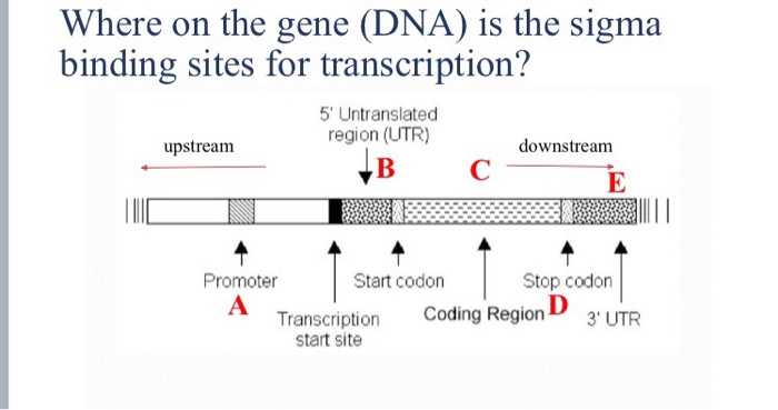 solved-where-on-the-gene-dna-is-the-termination-sites-for-chegg