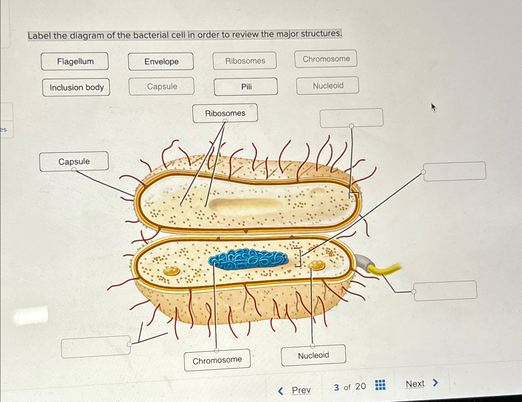 Solved Label the diagram of the bacterial cell in order to | Chegg.com