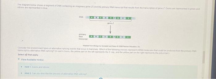 The diagram below shows a segment of DNA containing | Chegg.com