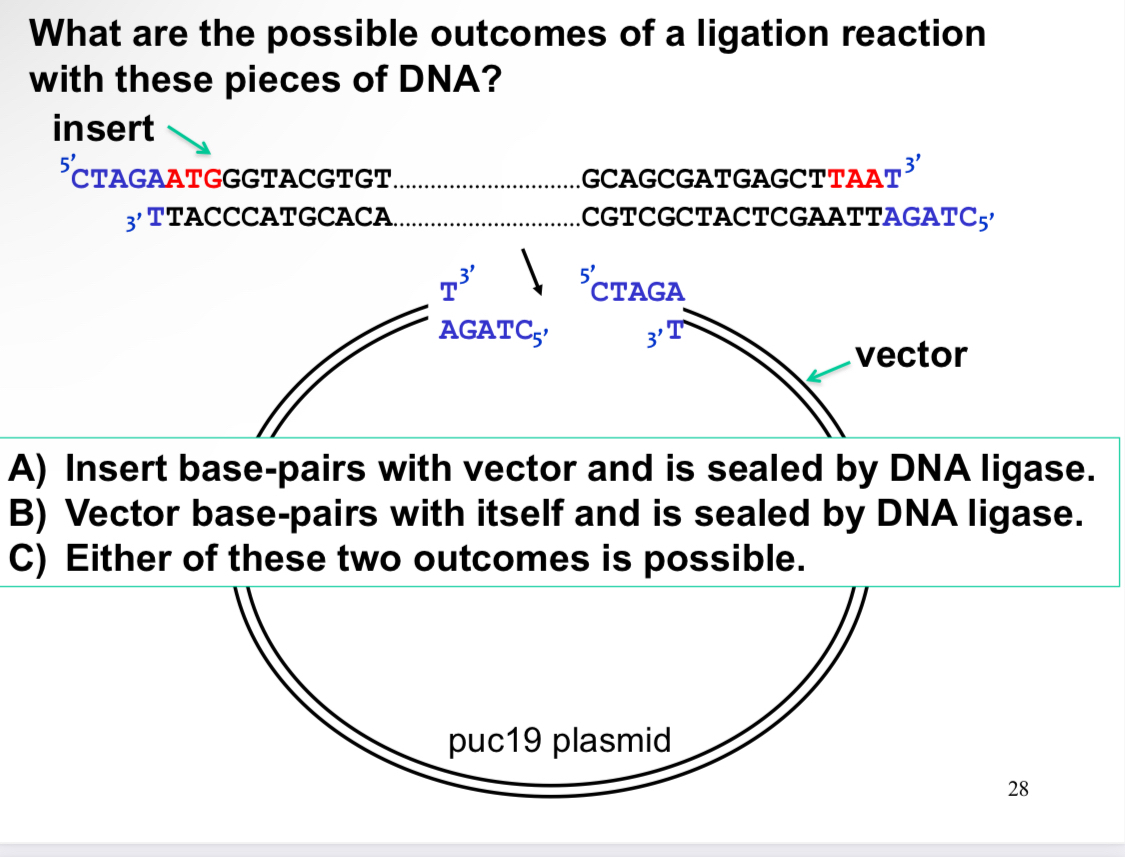 Solved What are the possible outcomes of a ligation reaction | Chegg.com