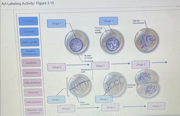 Art Labeling Activity: Figure 3.15
Centrioles
Chromatin
Mitotic spindle
Daughter
chromosomes
Anaphase
Metaphase
Early prophas