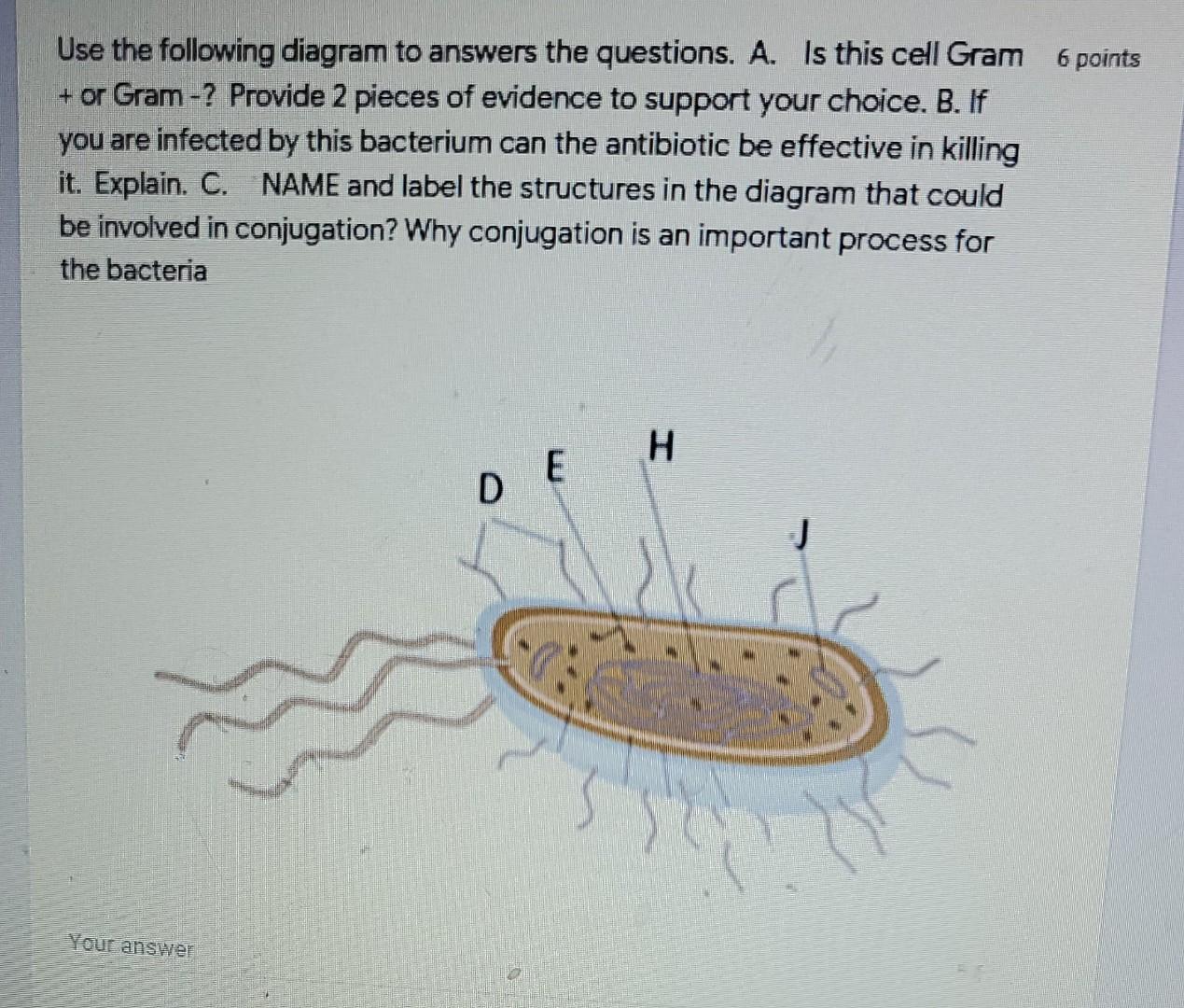 Use the following diagram to answers the questions. A. Is this cell Gram 6 points
+ or Gram-? Provide 2 pieces of evidence to