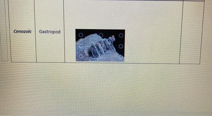 Solved Cenozoic Gastropod Olo0 Cenozoic Sand Dollar | Chegg.com