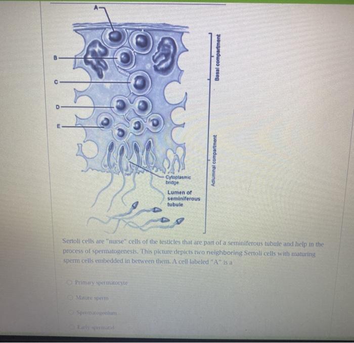 Solved Basal compartment E Adluminal compartment Cytoplasmic | Chegg.com