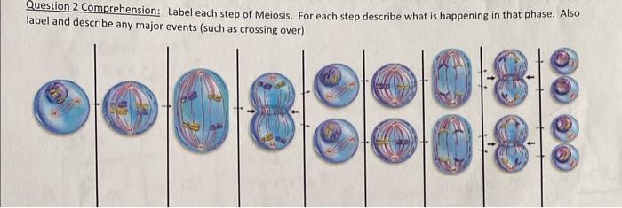 Solved Label These Stages Of Meiosis Lab Hand In Phase Chegg Com