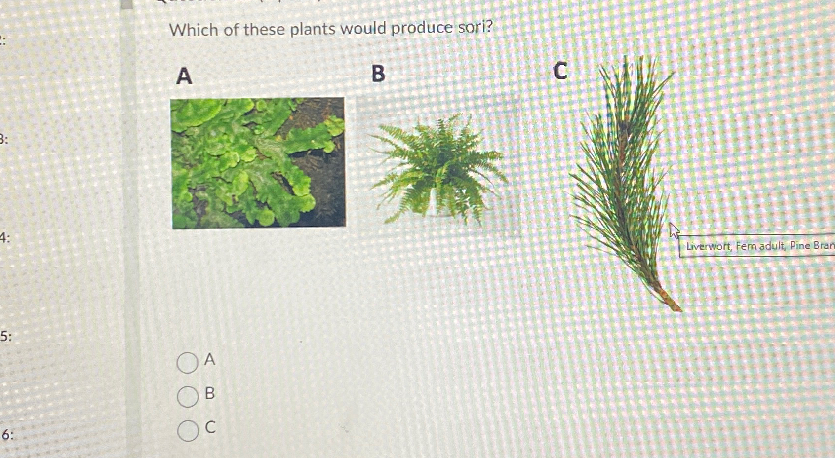 Solved Which of these plants would produce sori?AB6:C | Chegg.com