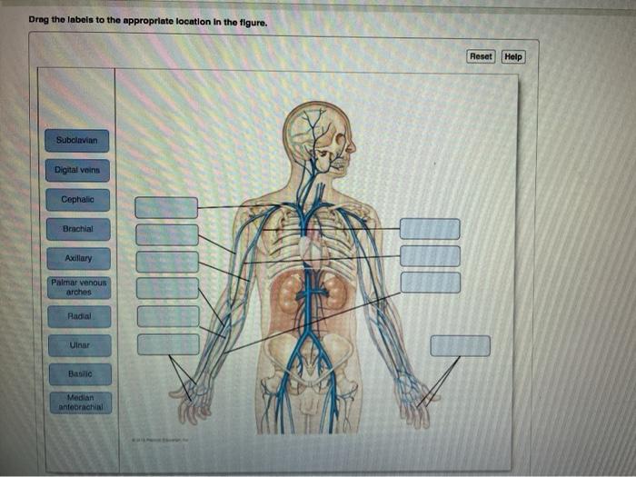 image Drag The Labels To The Appropriate Location In The Figure