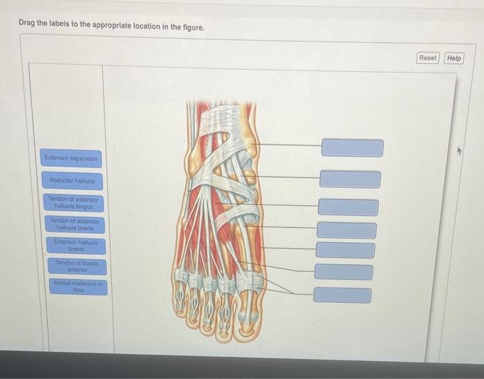 Solved Drag the labels to the appropriate location in the | Chegg.com