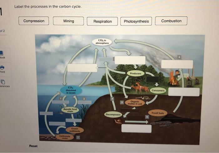 Solved Label the processes in the carbon cycle. 1 | Chegg.com