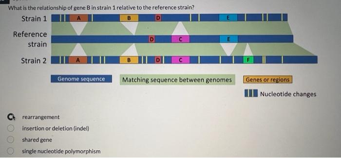 Solved What Is The Relationship Of Gene B In Strain 1 | Chegg.com