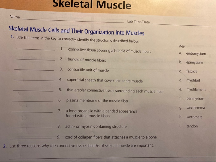 Solved Skeletal Muscle Name Lab Time/Date Skeletal Muscle | Chegg.com