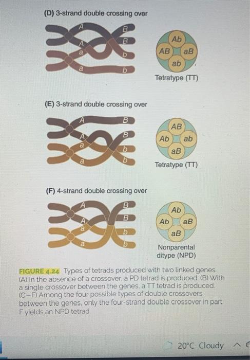 Consider The Imaginary Neurospora Genes A And B That Chegg Com