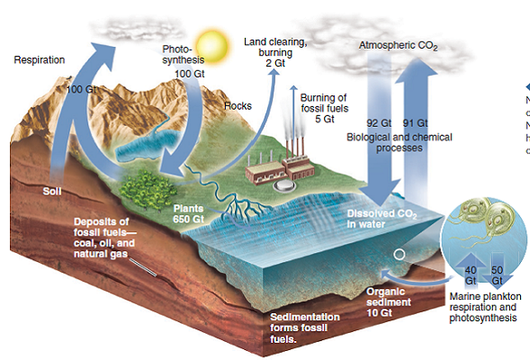 Solved: What is the ratio of human-caused carbon releases into the ...