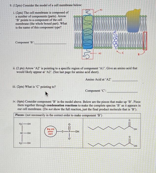 Solved 9. (12pts) Consider the model of a cell membrane | Chegg.com