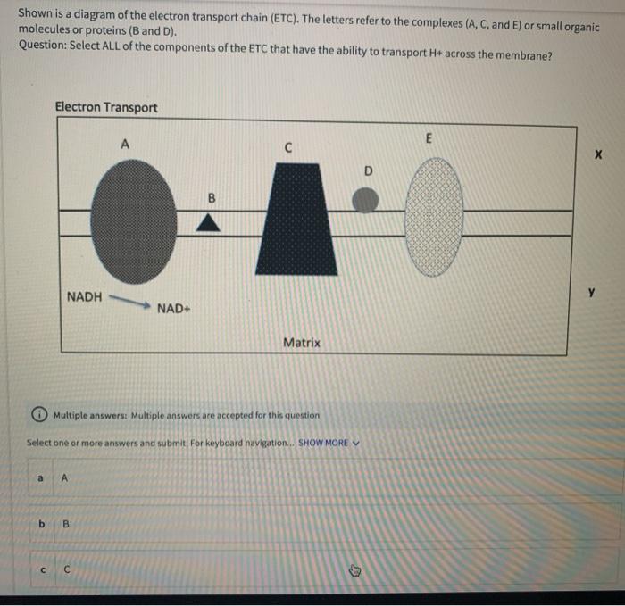 Solved Shown is a diagram of the electron transport chain | Chegg.com