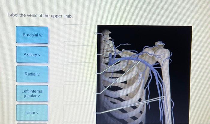 Solved Label the veins of the upper limb. | Chegg.com