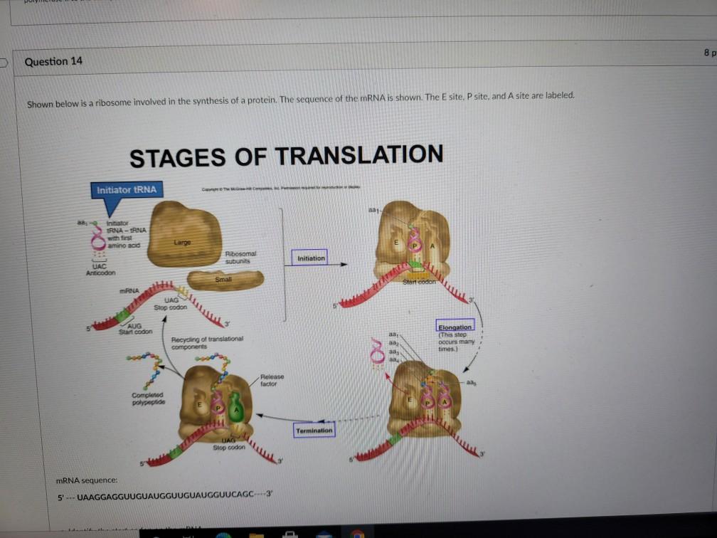 Solved 8p Question 14 Shown below is a ribosome involved in | Chegg.com