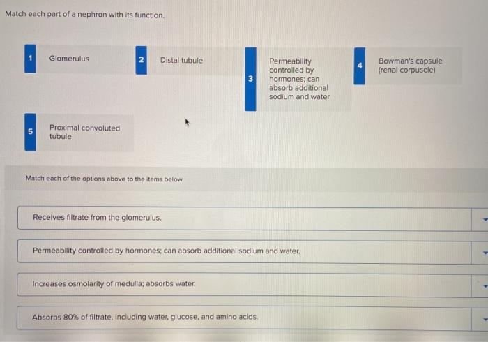Match each part of a nephron with its function.
1
Glomerulus
2
Distal tubule
Bowmans capsule
frenal corpuscle)
3
Permeabilit