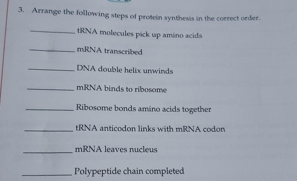 Solved 3. Arrange the following steps of protein synthesis | Chegg.com