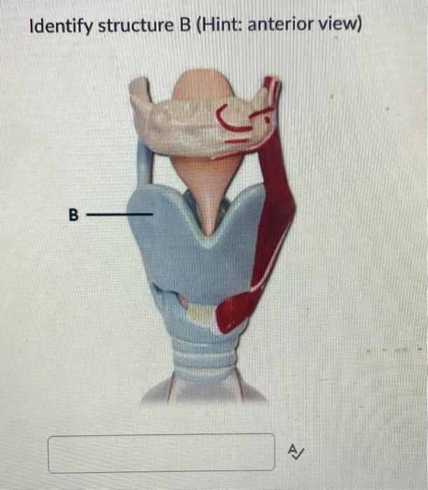 Solved Identify Structure B (Hint: Anterior View) B B | Chegg.com