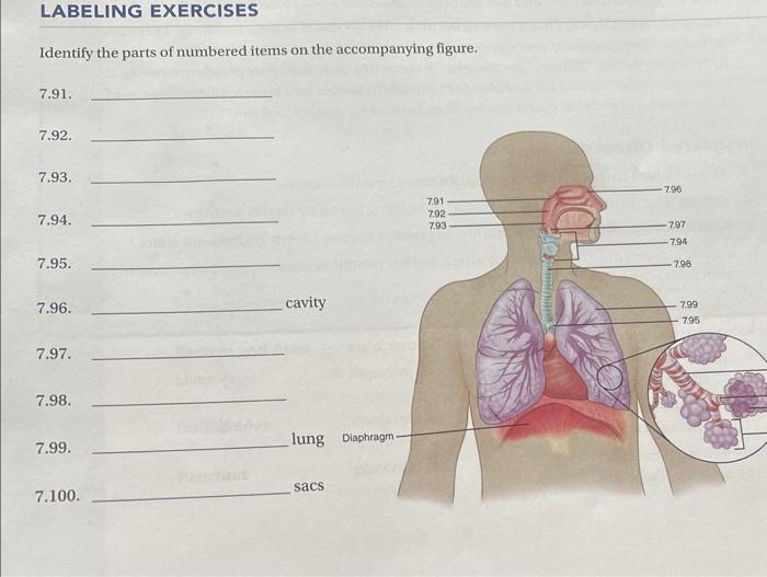 Identify the parts of numbered items on the | Chegg.com