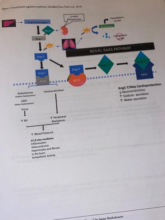 Solved using the diagram of the novel RAAS pathway (figure | Chegg.com