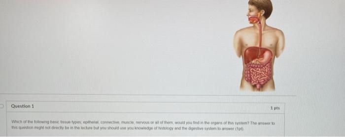 Solved Which of the following basic tissue types, | Chegg.com