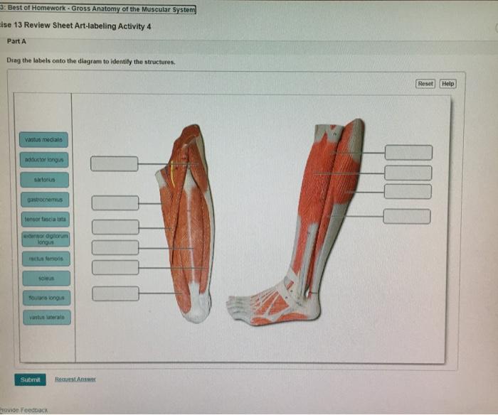 Solved 3: Best Of Homework.Gross Anatomy Of The Muscular | Chegg.com