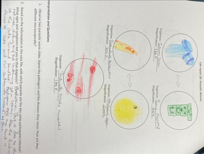 Solved Lab report 30Parasitic Worms Magnification loox