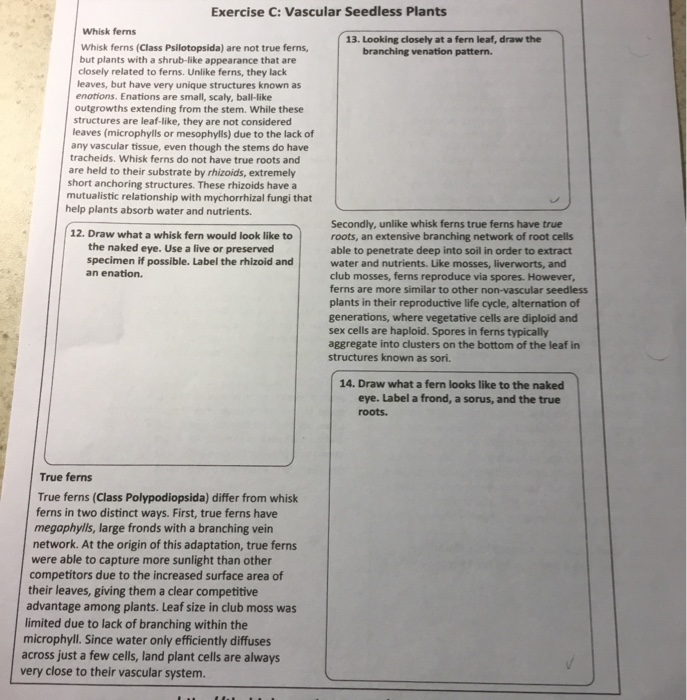 Solved Exercise C Vascular Seedless Plants Whisk ferns 13.