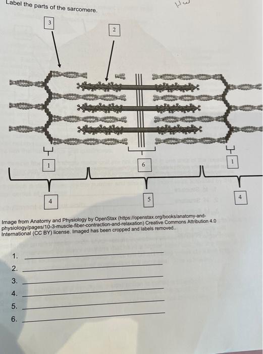 The Sarcomere A Beautiful Label Able Puzzle - 9leqqg8