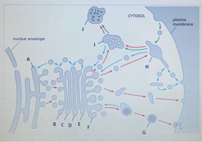 Solved A schematic drawing of the secretory and endocytic | Chegg.com