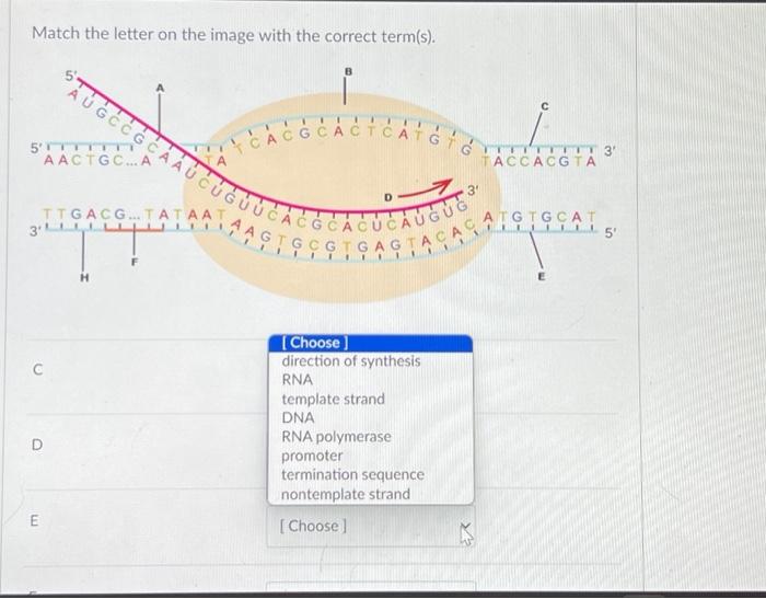 Solved Match the letter on the image with the correct | Chegg.com