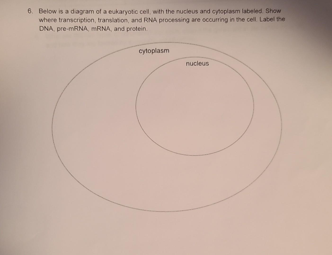 Solved 6. Below is a diagram of a eukaryotic cell, with the | Chegg.com