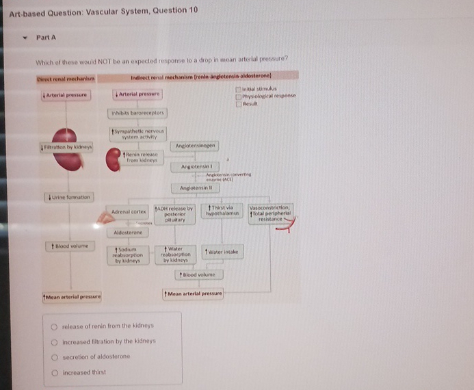 Solved Artbased Question Vascular System, Question 10Part