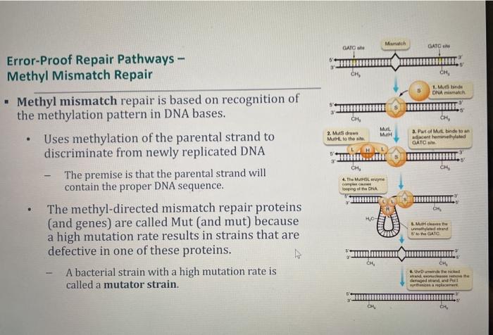 Solved Why would it be important for cells to have both | Chegg.com