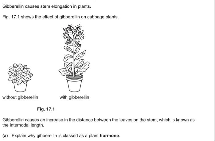Gibberellin causes stem elongation in plants.
Fig. 17.1 shows the effect of gibberellin on cabbage plants.
Fig. 17.1
Gibberel
