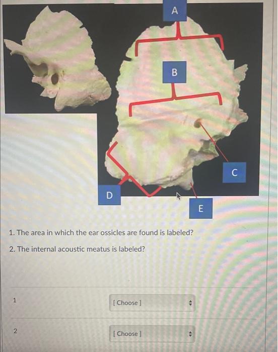 Solved 1. The area in which the ear ossicles are found is | Chegg.com