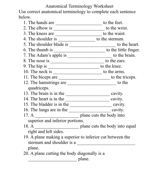 Anatomical Terminology Worksheet 1 Answer Key