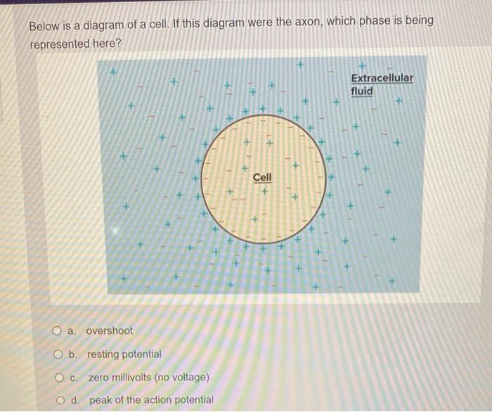 solved-a-normal-red-blood-cell-is-placed-in-a-solution-of-chegg