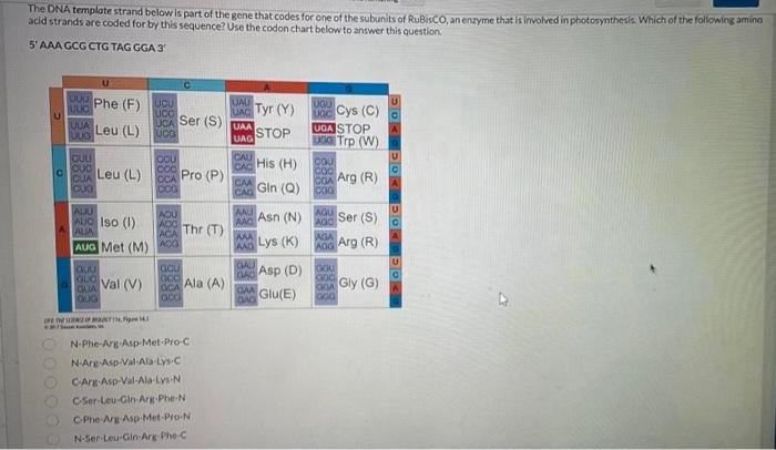 Solved The DNA template strand below is part of the gene | Chegg.com