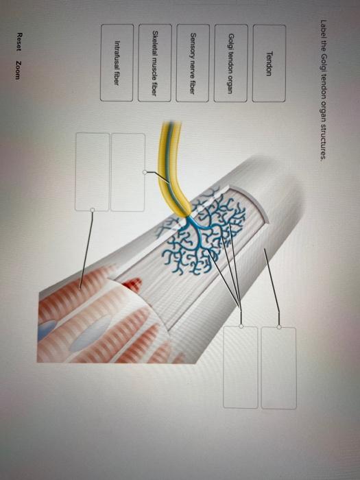 Solved Label The Golgi Tendon Organ Structures Tendon Golgi Chegg Com