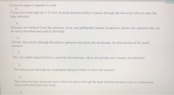 Solved Put the the stages of digestion in order. Chyme | Chegg.com
