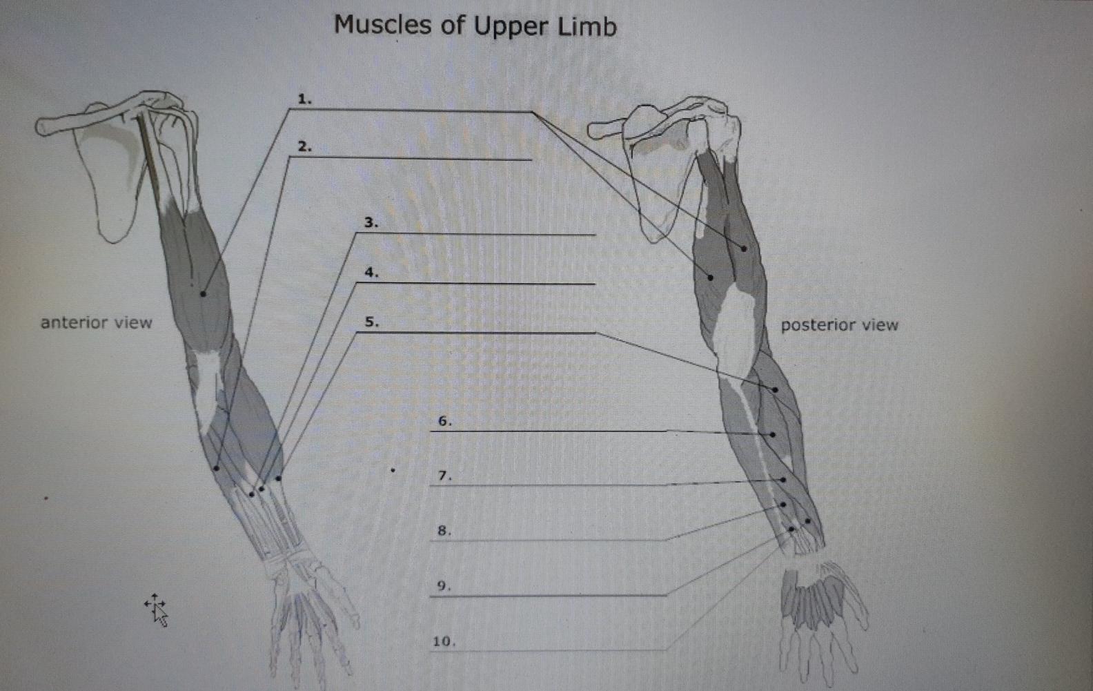 9: The Upper Limb