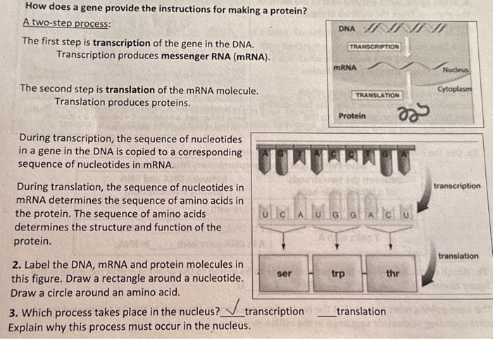 Solved The second step is translation of the mRNA molecule. | Chegg.com