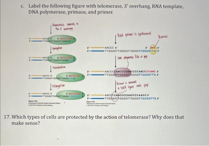 Solved c Label the following figure with telomerase 3 #39 Chegg com