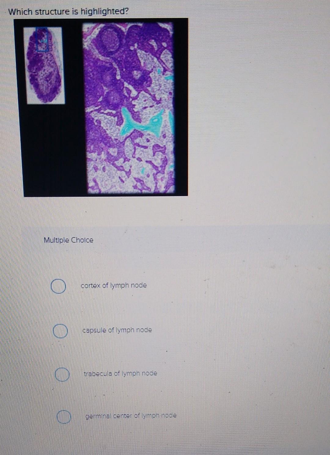 Lymph Node Capsule