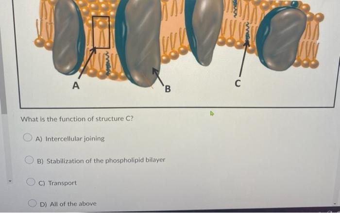 What is the function of structure C?
A) Intercellular joining
B) Stabilization of the phospholipid bilayer
C) Transport
D) Al